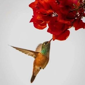 Meet your Posher, Estella